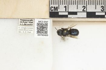 Media type: image;   Entomology 790469 Aspect: Labels